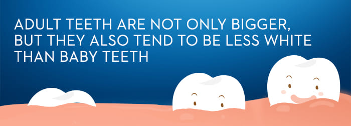 Adult Teeth vs. Baby Teeth